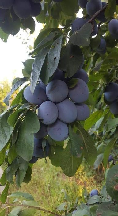 Vând prune pentru țuică