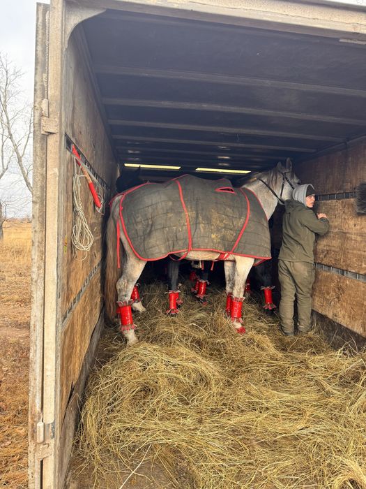 Скотовоз Мал тасу