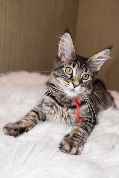 PIXIE – Fetiță Maine Coon, 3,5 luni | Pedigree | www.lynxrunecode.com