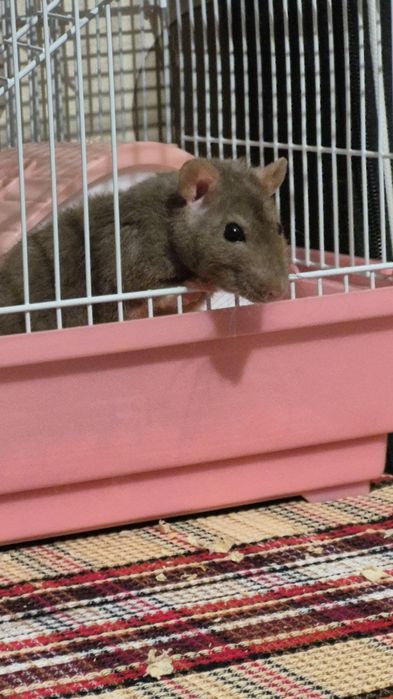 Продам крысу срочно