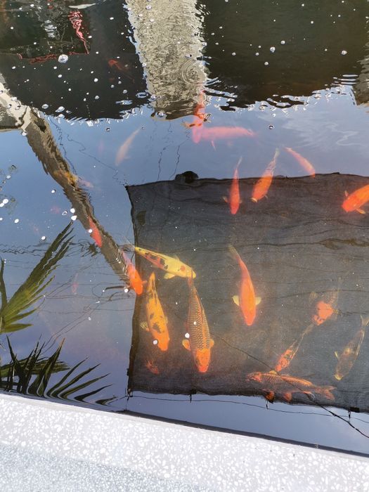 Crapi koi  si carasi puiet  și. maturi.. de la 4...40 cm