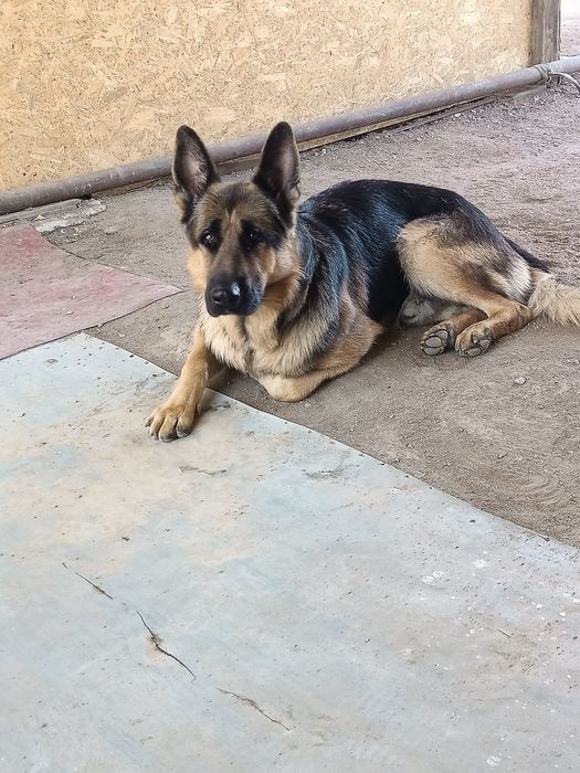 Овчарка кобель для вязки