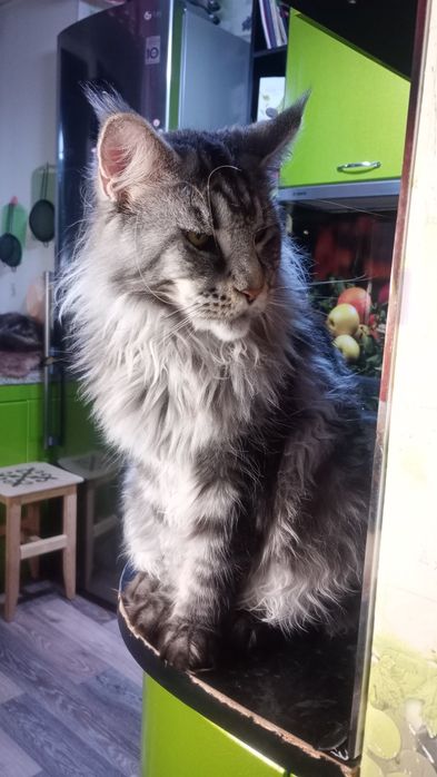 Продам Кота породы Мэйн Кун