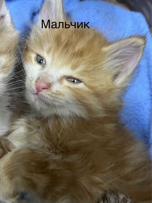 Отдадим котят в добрые руки
