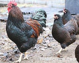 Барновельдер золото