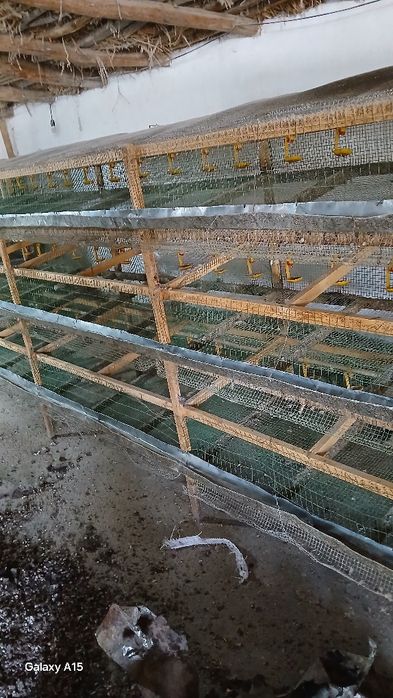 Bedana qafas sifatli