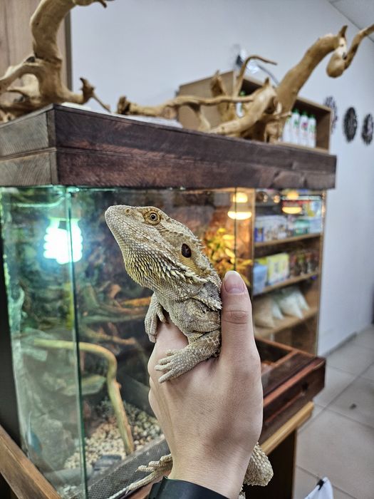 Бородатая агама,  самец 1.5 года