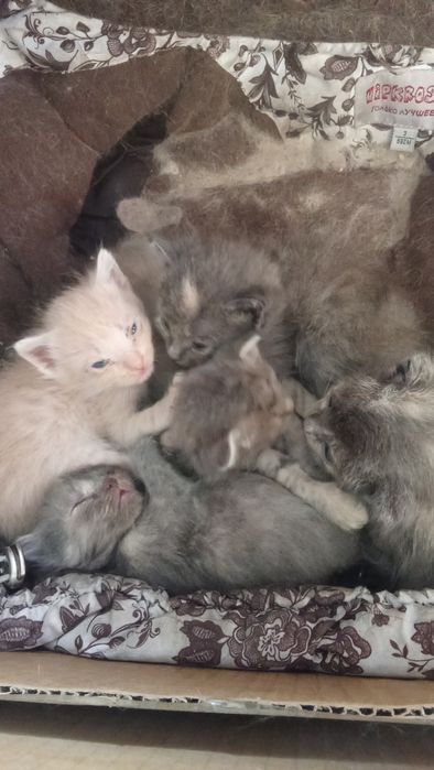 Ищем дом для котят 

Малыши очень ласко