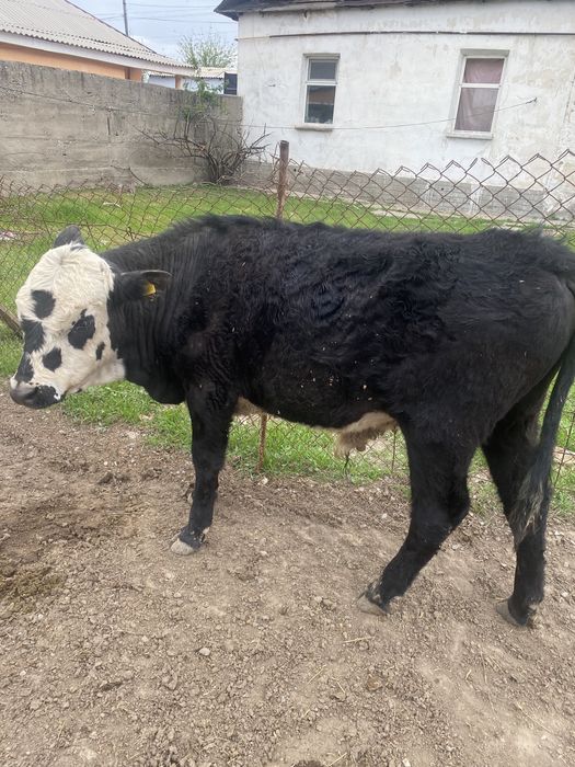 Полторашка огиздер 530000 ар бирине