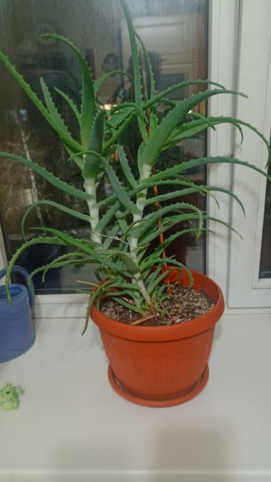 Алоэ вера 4 года