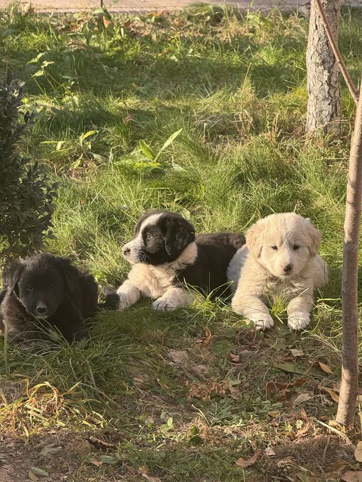 Щенок алабай тобет