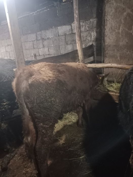 Продам бычки упитанные