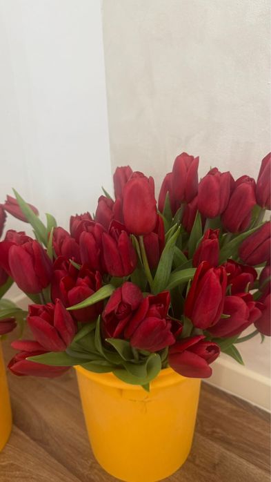 Тюльпаны по 250тг!!