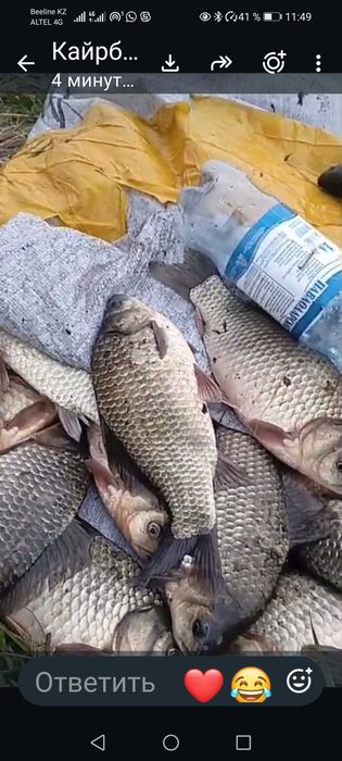 Продам рыбу карась