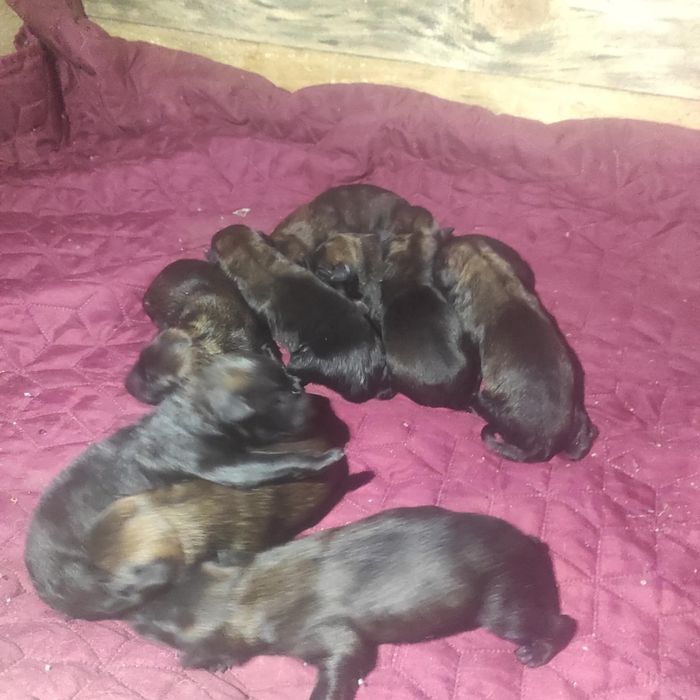 Белгийска Овчарка