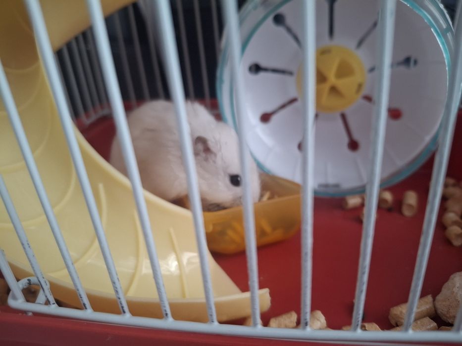 Хомяки с клетками