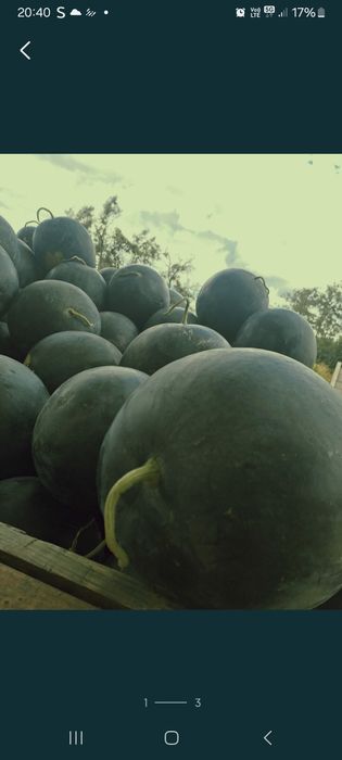 Vând lubenita de calitate