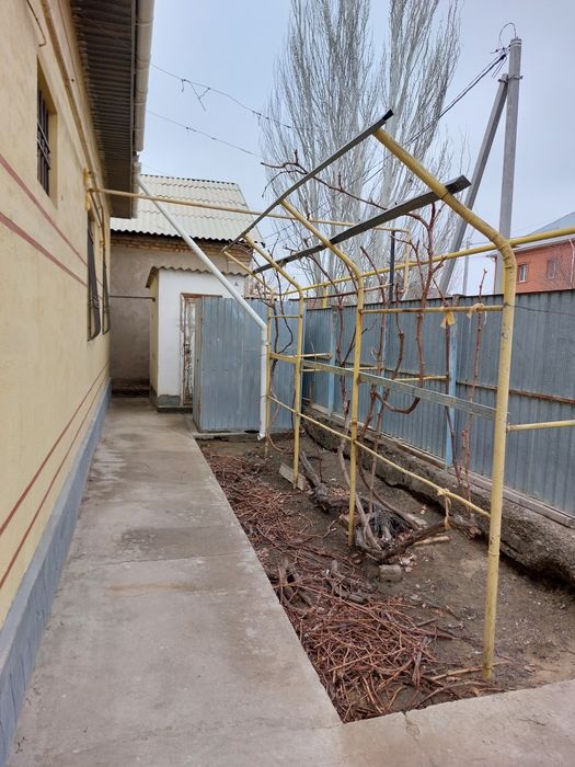 Жүзім көшеттері сатылады.