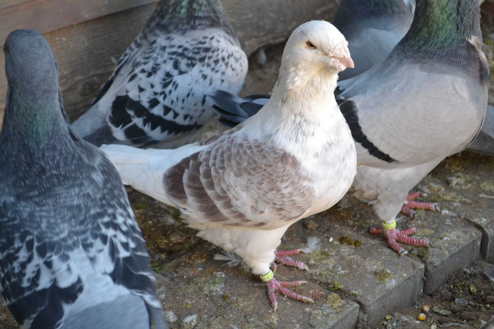 Porumbei Voiajori Standard