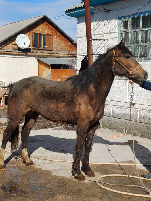 Байтал  сатылады