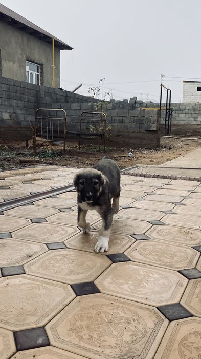 щенки алабая.