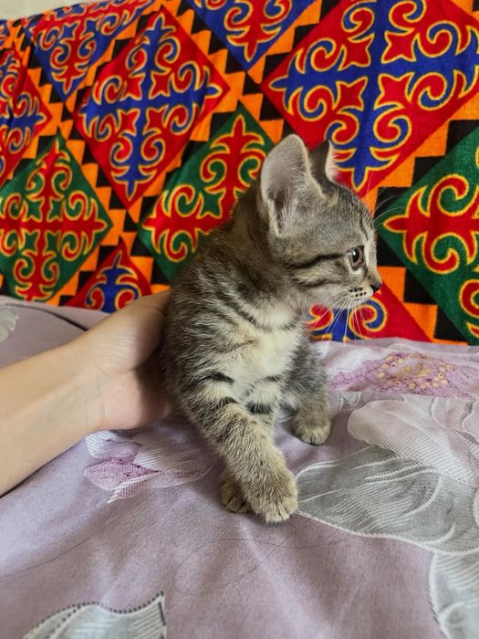 В добрые руки бесплатно