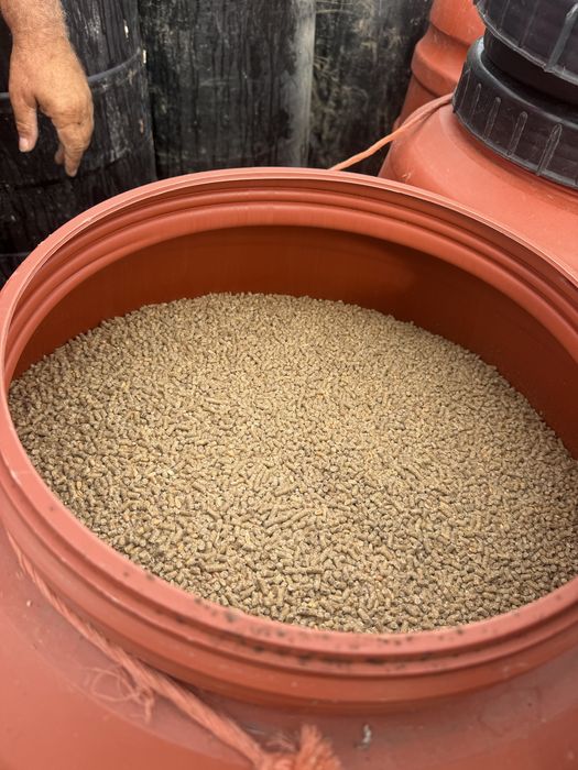 Vand furaj pellet găini ouătoare / pui