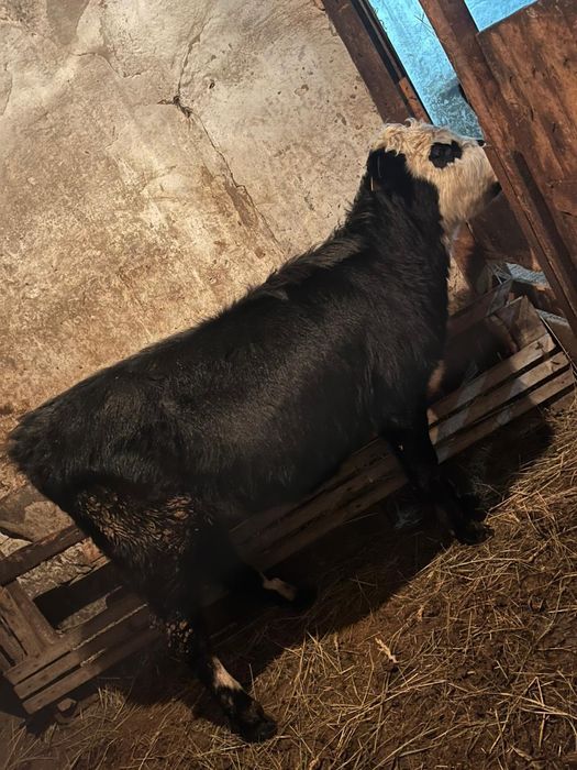 5бас сатылады 1еу еркек