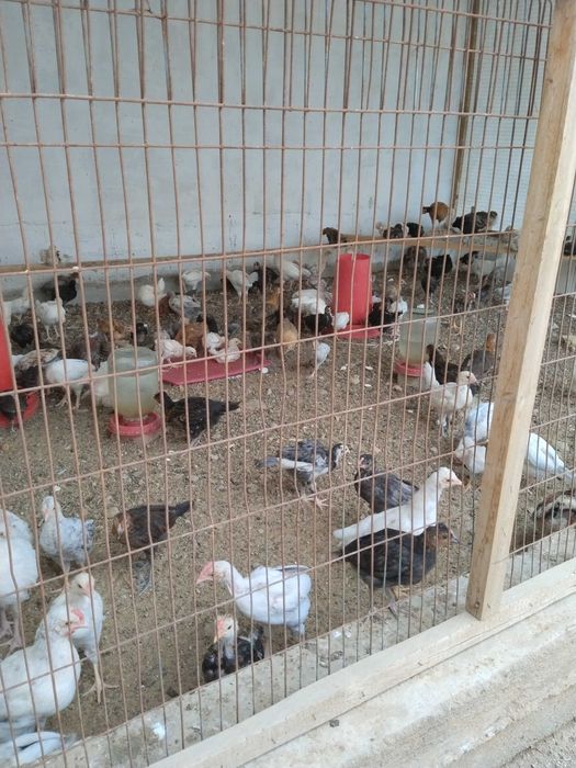 Xonaki joʻjalar sotiladi