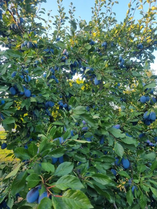Prune pentru tuica