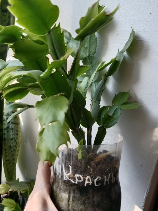 Продам шлюмбегер/декабрист/, кислица.