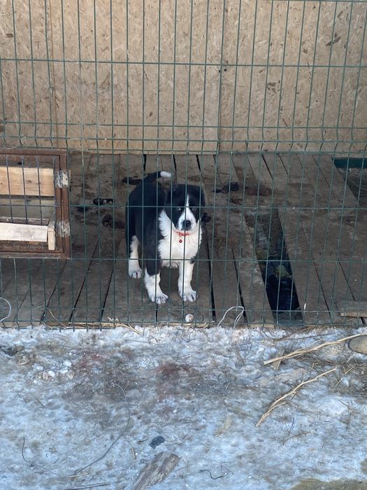 Ұрғашы күшік 3айлық