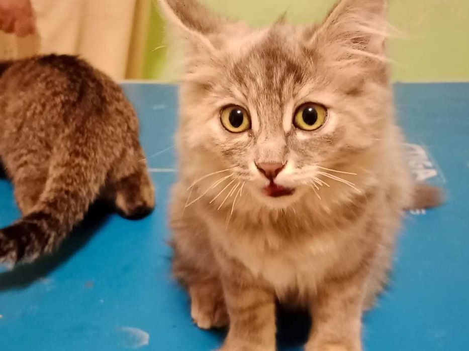 Котята бесплатно