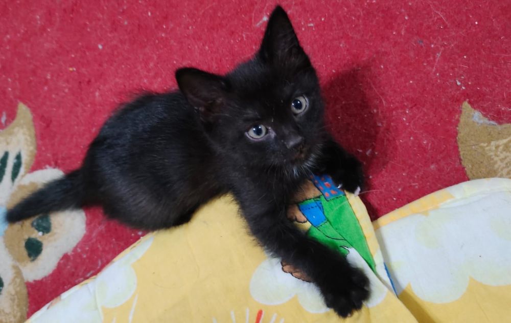 ,,, Раздача котят,,,