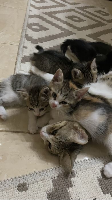 Котеночек в добрые руки