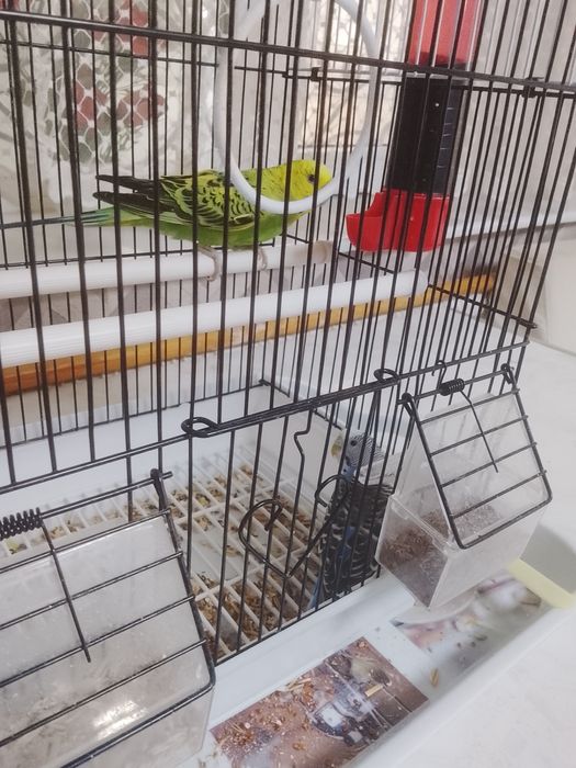 Попугайчики срочно