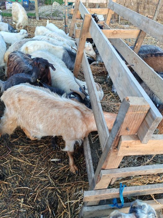 Vând 60 de capre și 3 țapi