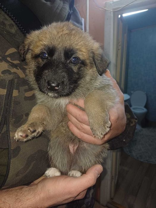 Щенки немецкой овчарки