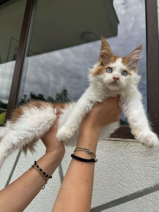 Pisica maine coon