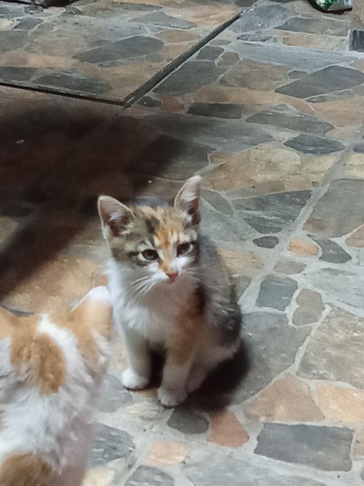 Подарявам котенца