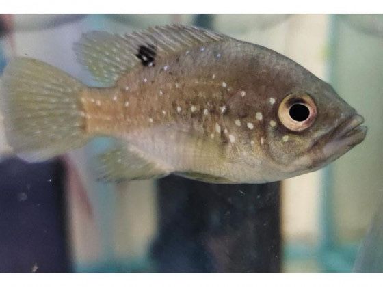 Продам молодых paratilapia