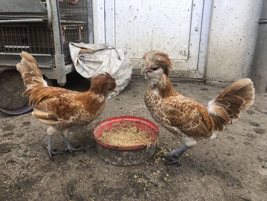 Cocosi paduana tineret