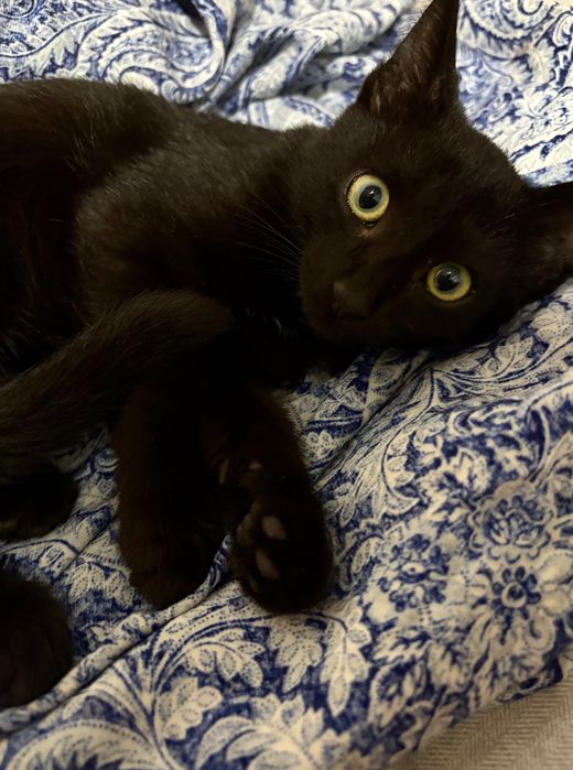 Срочно ищу дом котенку!