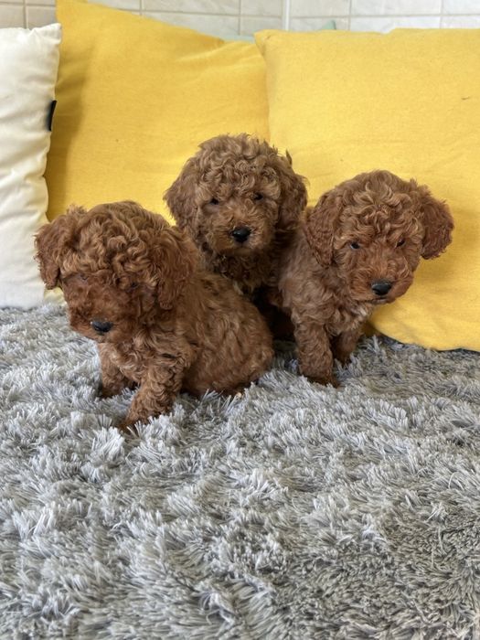 Пудел Той мини