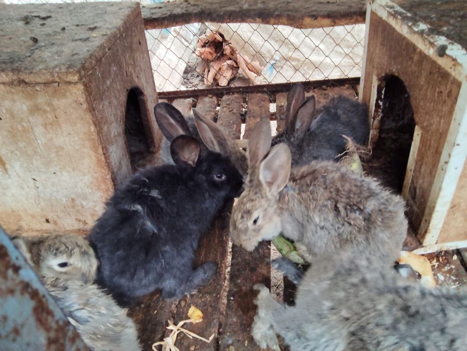 Кролики 2.5 месяца