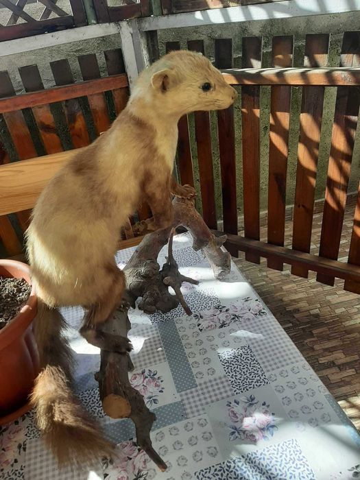 препарирана БЕЛКА