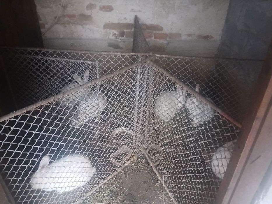 Iepuri de anul trecut