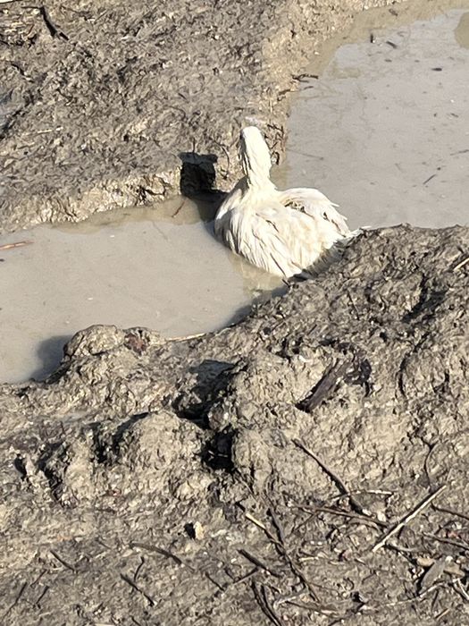 Urdak sotiladi samarqand dan man