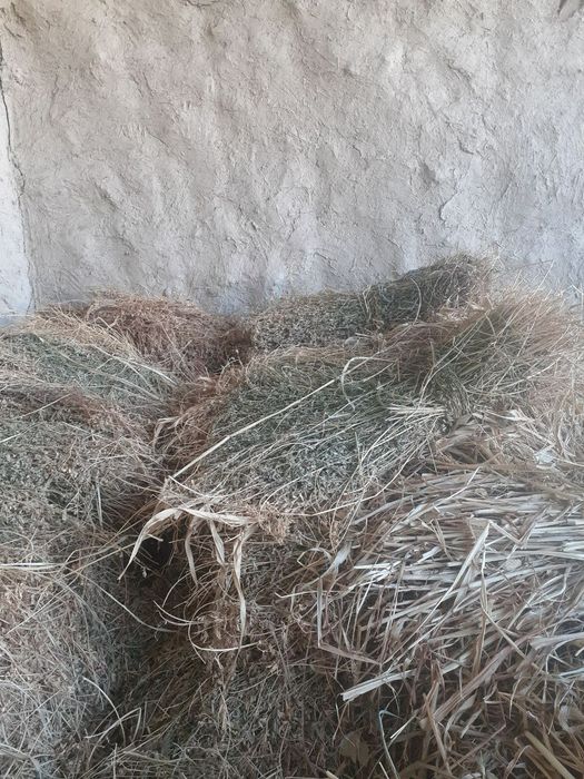 Yaxwi boqilgan Qisir qoylar sotiladi.sigirlar un xashak beda makka bor