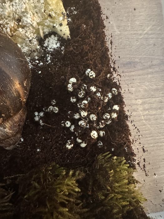 Продавам африкански охлюв